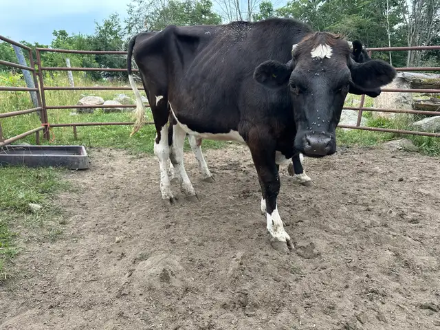Holstein steer and Heifer