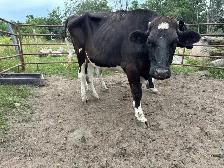 Holstein steer and Heifer