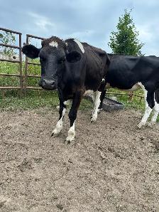 Holstein steer and Heifer - Photo 2