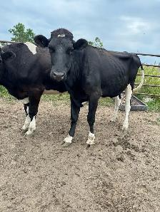 Holstein steer and Heifer - Photo 3