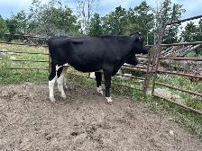 Holstein steer and Heifer - Photo 4