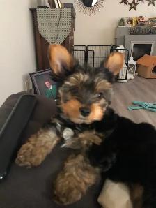 YorkiePoo Puppy