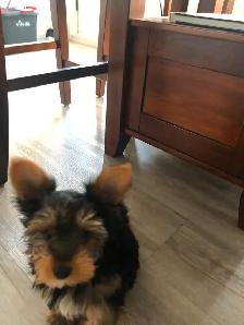 YorkiePoo Puppy - Photo 2