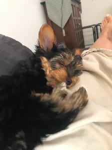 YorkiePoo Puppy - Photo 3
