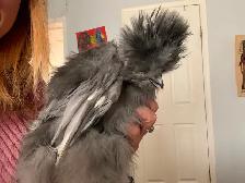 Silkies & silkie crosses available ready for coop.