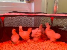 Silkies & silkie crosses available ready for coop. - Photo 2