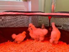 Silkies & silkie crosses available ready for coop. - Photo 3