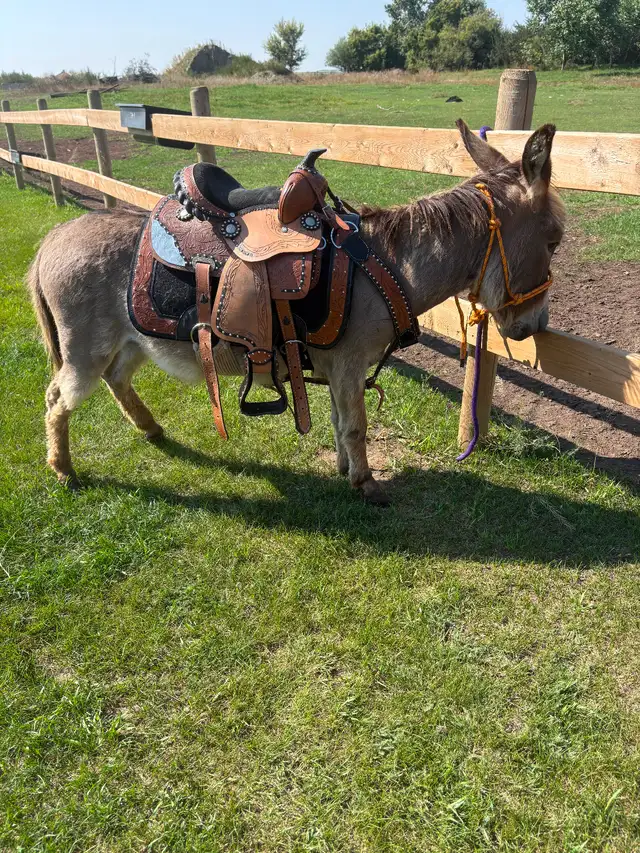 2 year old donkey