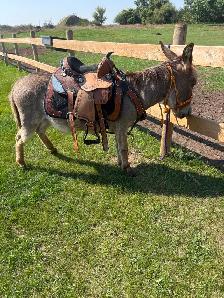 2 year old donkey