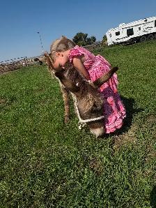 2 year old donkey - Photo 2