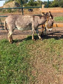 2 year old donkey - Photo 3