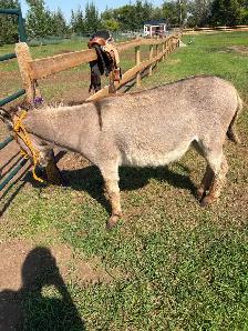 2 year old donkey - Photo 4