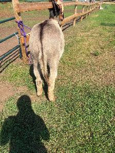 2 year old donkey - Photo 5