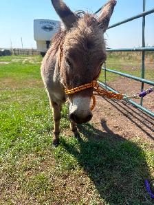 2 year old donkey - Photo 6