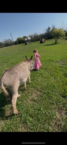 2 year old donkey - Photo 7