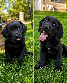 German Short Hair Pointer x Lab puppies 1 FEMALE LEFT