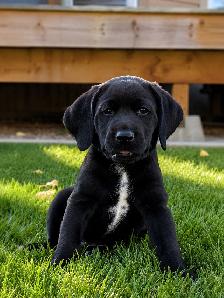 German Short Hair Pointer x Lab puppies 1 FEMALE LEFT - Photo 2