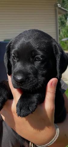 German Short Hair Pointer x Lab puppies 1 FEMALE LEFT - Photo 3