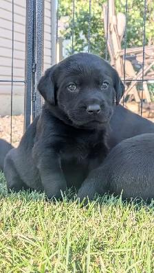 German Short Hair Pointer x Lab puppies 1 FEMALE LEFT - Photo 4