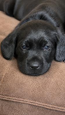 German Short Hair Pointer x Lab puppies 1 FEMALE LEFT - Photo 7