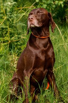 German Short Hair Pointer x Lab puppies 1 FEMALE LEFT - Photo 8