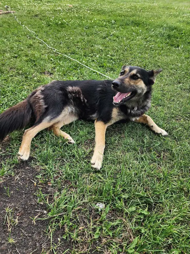 Female dog