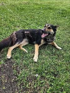Female dog