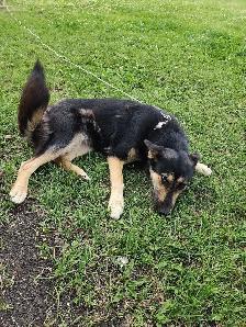 Female dog - Photo 2
