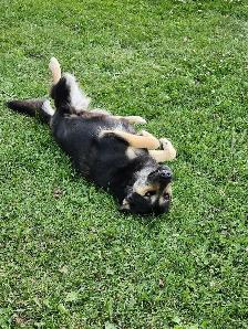 Female dog - Photo 3
