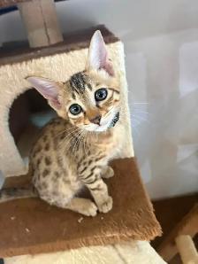 Chaton Savannah F5 mâle golden (collier aqua). Stérilisé