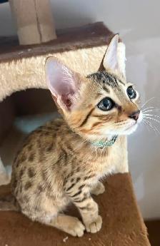 Chaton Savannah F5 mâle golden (collier aqua). Stérilisé - Photo 2