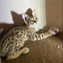 Chaton Savannah F5 mâle golden (collier aqua). Stérilisé - Photo 3