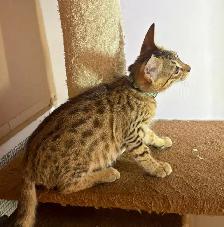 Chaton Savannah F5 mâle golden (collier aqua). Stérilisé - Photo 5