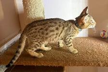 Chaton Savannah F5 mâle golden (collier aqua). Stérilisé - Photo 6