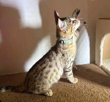 Chaton Savannah F5 mâle golden (collier aqua). Stérilisé - Photo 7