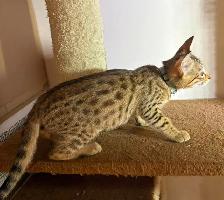 Chaton Savannah F5 mâle golden (collier aqua). Stérilisé - Photo 8