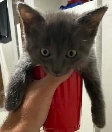 Russian blue kittens