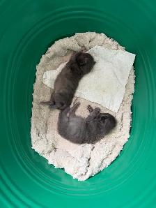 Russian blue kittens - Photo 2