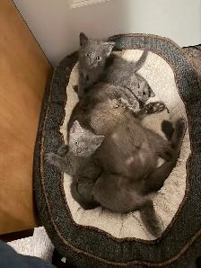 Russian blue kittens - Photo 3