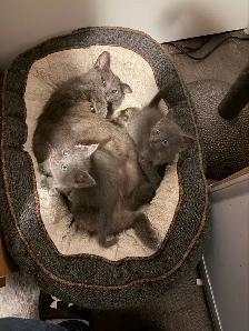 Russian blue kittens - Photo 4