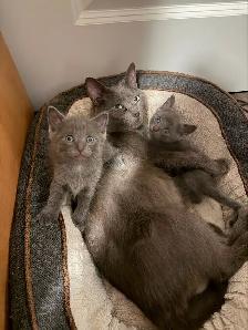 Russian blue kittens - Photo 5