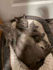 Russian blue kittens - Photo 6