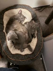 Russian blue kittens - Photo 7