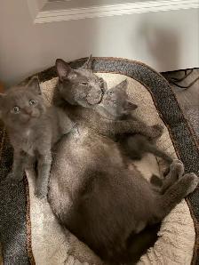 Russian blue kittens - Photo 8