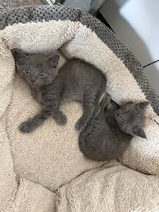 Russian blue kittens - Photo 9