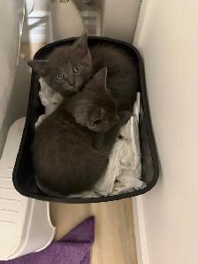 Russian blue kittens - Photo 10