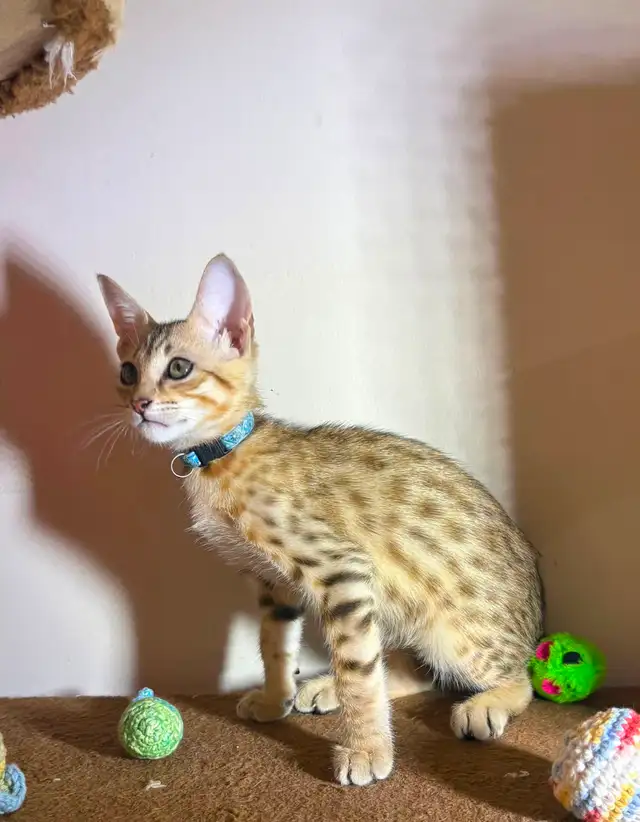 Chaton Savannah F5 mâle golden (collier bleu). Stérilisé.