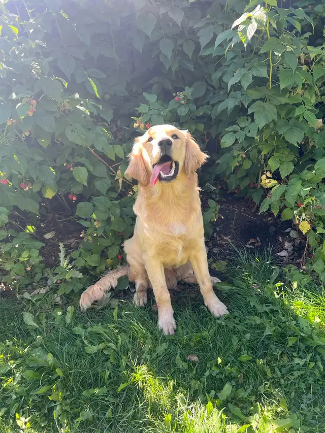 male purebred golden retriever dna tested