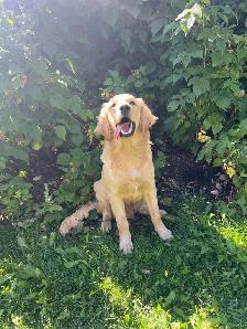 male purebred golden retriever dna tested