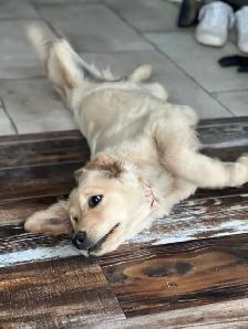 male purebred golden retriever dna tested - Photo 2